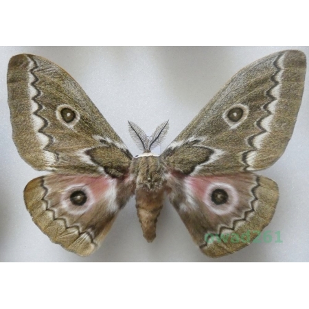 Gonimbrasia tyrrhea (Cramer, 1775) male ex. ovo South Africa 99mm62d